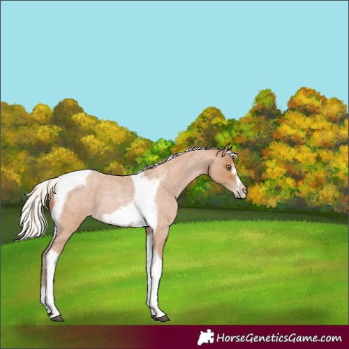 Horse Color:Silver Blue Roan Pearl Tobiano Frame 