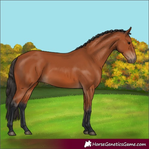Horse Color:Bay 