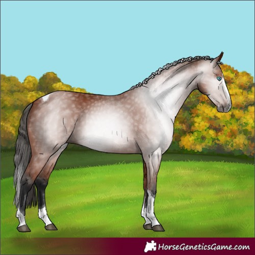 Horse Color:Gray Bay Splash Tobiano 