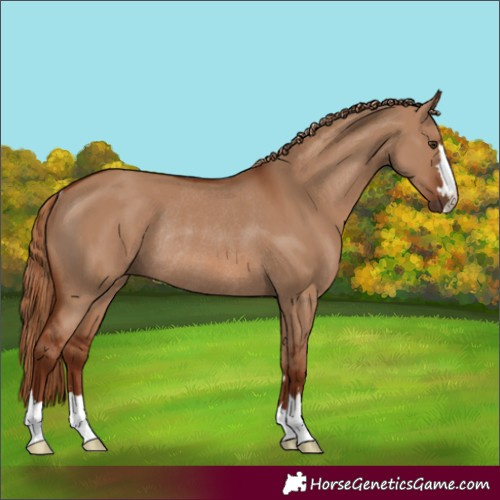 Horse Color:Red Dun Rabicano 