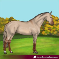 Horse Color:Red Dun Rabicano 