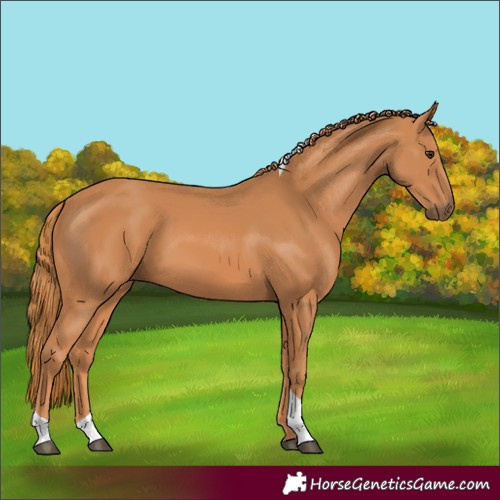 Horse Color:Chestnut Tobiano Rabicano