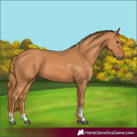 Horse Color:Chestnut Tobiano Rabicano 