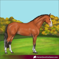 Horse Color:Bay Splash 