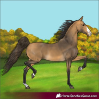 Horse Color:Buckskin Splash 