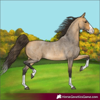 Horse Color:Buckskin Roan Splash 