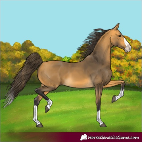 Horse Color:Buckskin Splash 