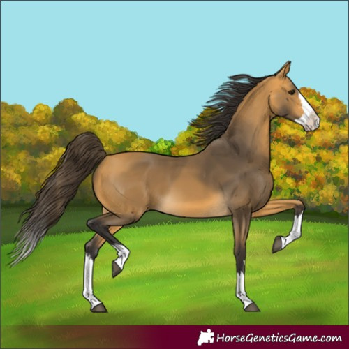 Horse Color:Buckskin Splash 