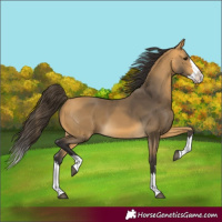 Horse Color:Buckskin Splash