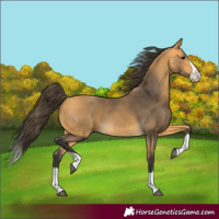 Horse Color:Buckskin Splash 