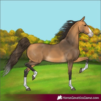 Horse Color:Buckskin Splash 