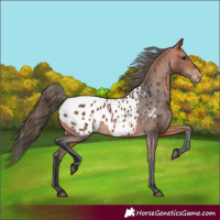 Horse Color:Bay Blanket 