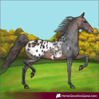 Horse Color:Bay Blanket 