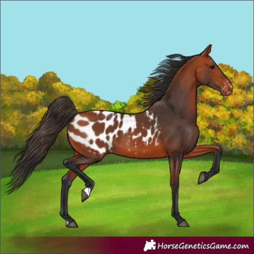 Horse Color:Bay Appaloosa