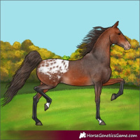 Horse Color:Bay Appaloosa 