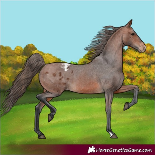 Horse Color:Bay Appaloosa