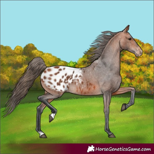 Horse Color:Bay Appaloosa