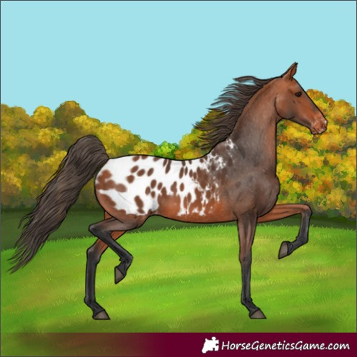 Horse Color:Bay Appaloosa 