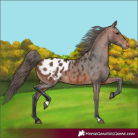 Horse Color:Bay Blanket 