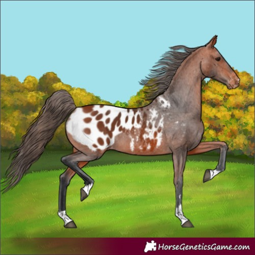 Horse Color:Bay Appaloosa 