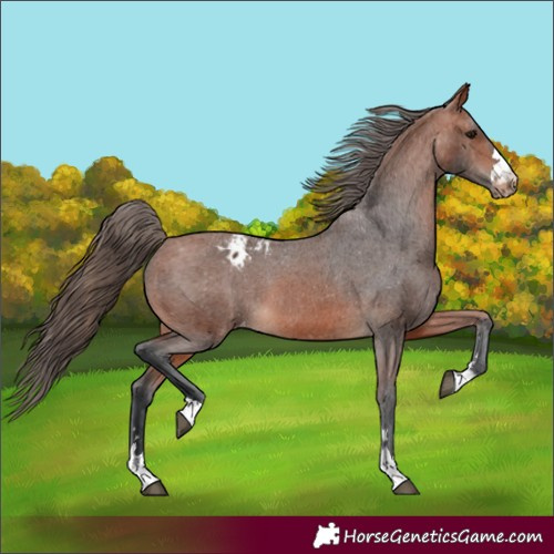 Horse Color:Bay Appaloosa 