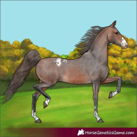 Horse Color:Bay Varnish