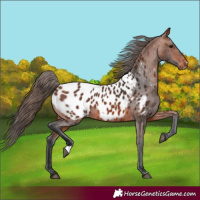 Horse Color:Bay Near Leopard 