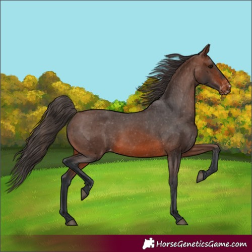 Horse Color:Brown Appaloosa
