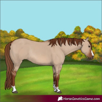 Horse Color:Red Dun Rabicano 
