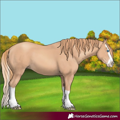 Horse Color:Gold Champagne Splash