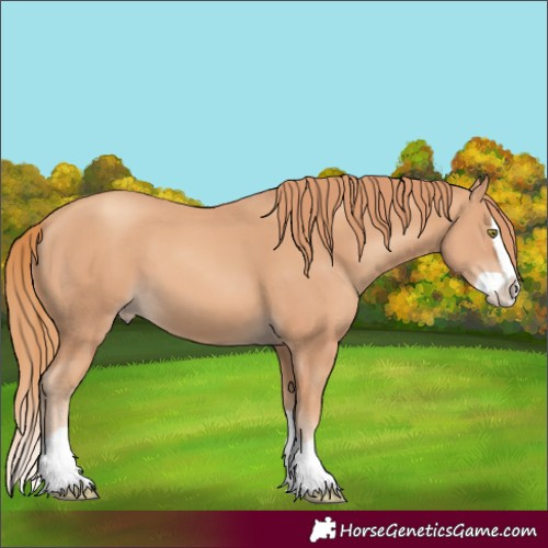 Horse Color:Gold Champagne Splash 
