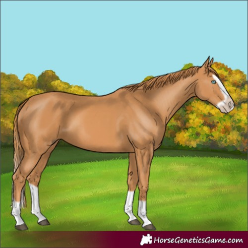 Horse Color:Chestnut Splash Frame 