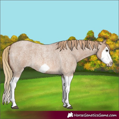 Horse Color:Red Dun Roan Splash Frame Rabicano