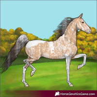 Horse Color:Bay Dun Splash Tobiano  and Bay Dun Splash Tobiano 