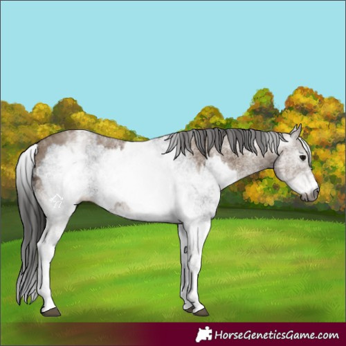 Horse Color:Gray White Spotted Black  and Gray White Spotted Classic Champagne 