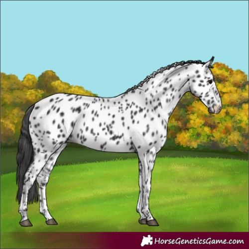 Horse Color:Unknown 