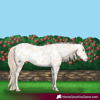 Horse Color:Perlino Near Leopard 