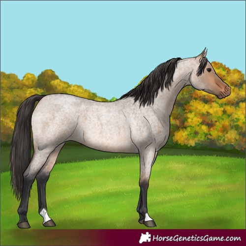 Horse Color:Bay Roan Dun