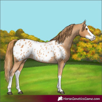 Horse Color:Chestnut Splash Blanket 