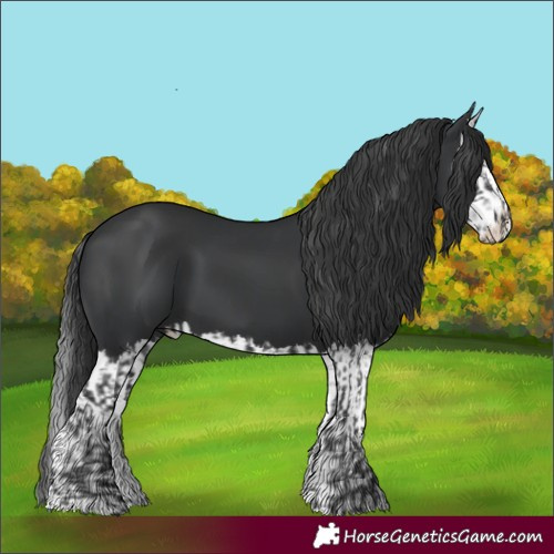 Horse Color:Black and Black Splash