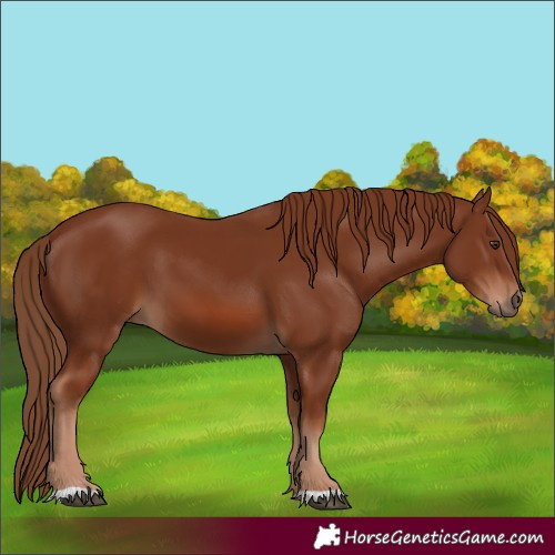 Horse Color:Chestnut 