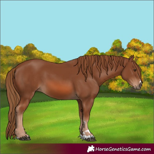 Horse Color:Chestnut 