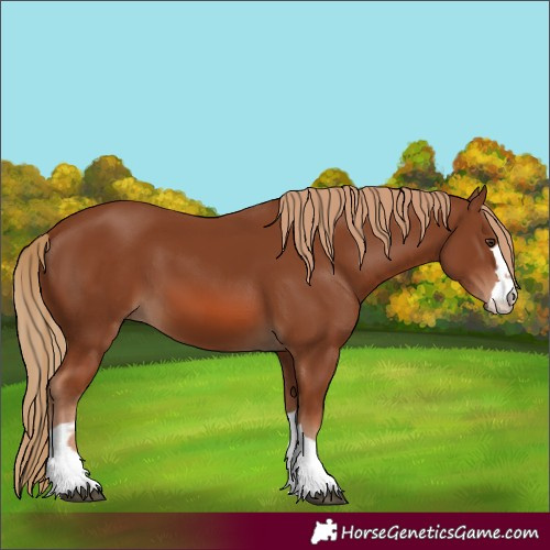 Horse Color:Chestnut 