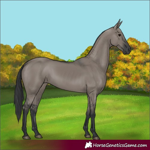 Horse Color:Grullo Rabicano 