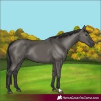 Horse Color:Grullo Rabicano 