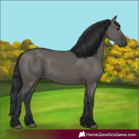Horse Color:Grullo Rabicano