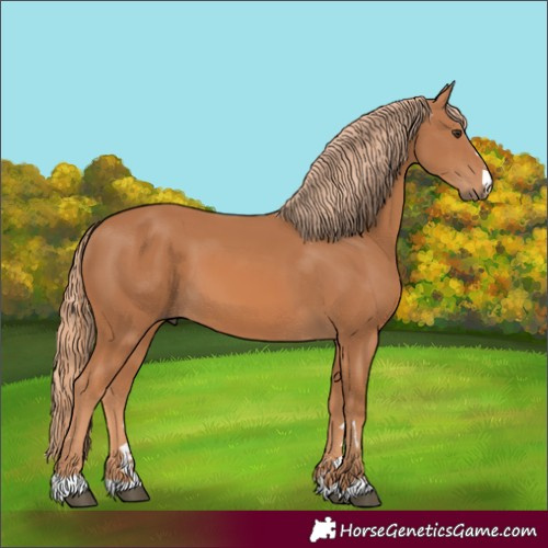Horse Color:Chestnut 