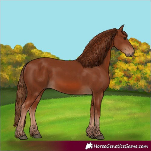 Horse Color:Chestnut 