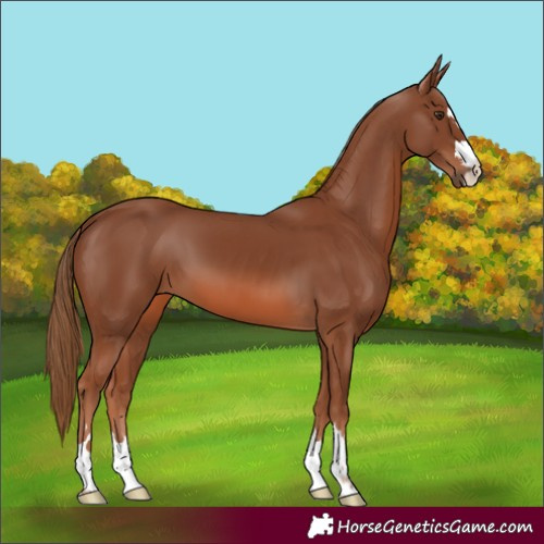 Horse Color:Chestnut 