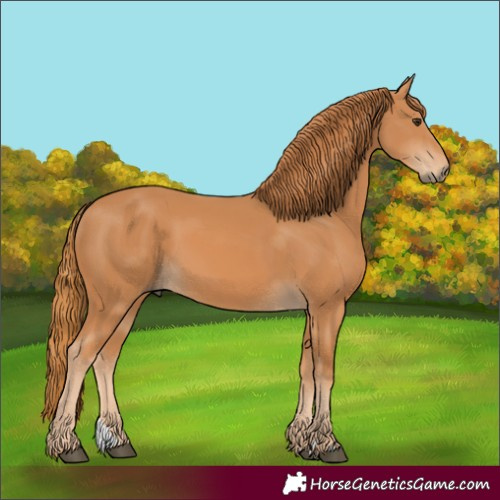 Horse Color:Chestnut 